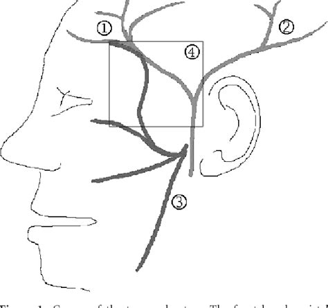 Figure From An Easy And Safe Procedure For Temporal Artery Biopsy Semantic Scholar