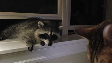 When the sun goes down. Curious Baby Raccoons and A Cat - YouTube
