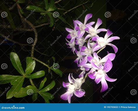 Bunga Anggrek Ungu Orchid Flower Stock Photo Image Of Anggrek