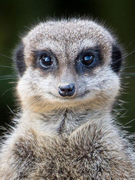 900 Meerkats Make Me Smile Ideas In 2021 Meerkat Cute Animals