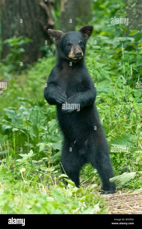 Black Bears Standing Up