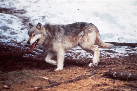 Signatures Submitted In Push To Reintroduce Wolves In Colorado