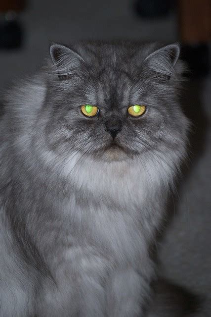 Blue Smoke Persian Cat Flickr Photo Sharing