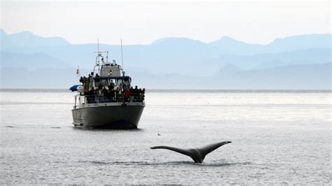 Stubbs Island Whale Watching Telegraph Cove Lohnt Es Sich