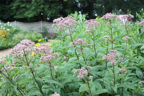 Joe Pye Weed George Washington S Mount Vernon