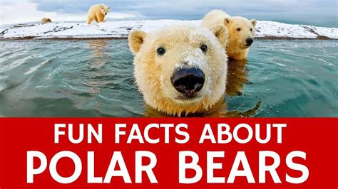 Cute Facts About Polar Bears Zariah Has Reilly