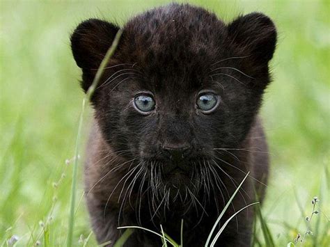 Baby Panther Free Baby Panther Wallpaper Download The Free Baby