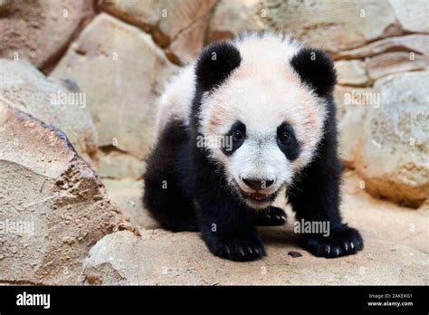 Portrait Of Giant Panda Cub Ailuropoda Melanoleuca Captive Yuan Meng