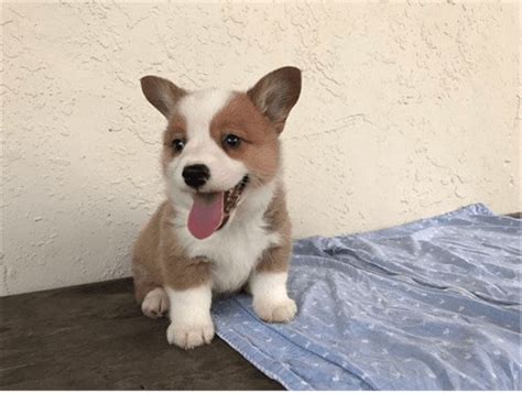 These pembroke welsh corgi puppies located in texas come from different cities, including, karnes city, dallas, tx. Pembroke Welsh Corgi Puppies For Sale | Houston, TX #291400
