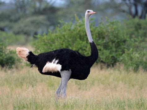 Somali Ostrich Ebird
