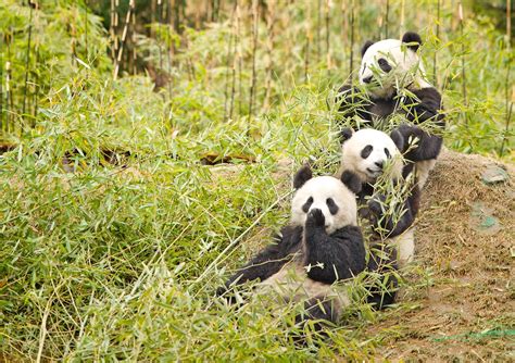 Why Do Pandas Eat Bamboo Panda Things
