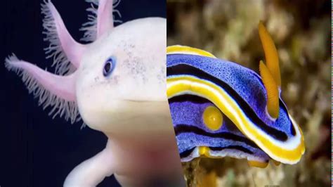 Most Beautiful Sea Animals In The World Youtube
