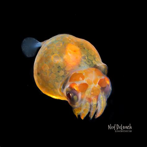 ©2020 Ned Deloach 9 Chubby Squid Larva Blennywatcher Blenny Watcher