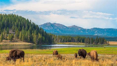 Parque Nacional De Yellowstone Estados Unidos Geología Fauna Y Flora