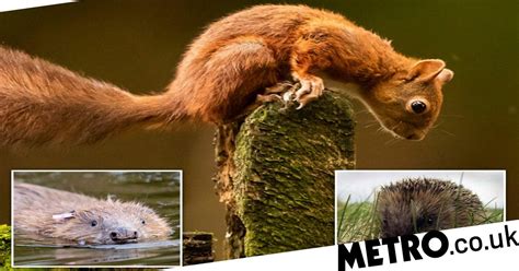 A Quarter Of Britains Native Mammals Are At Risk Of Extinction Metro