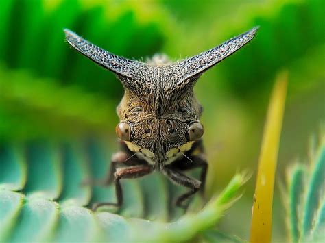 Stunning Macro Photography of Insects by Okqy Setiawan | 99inspiration