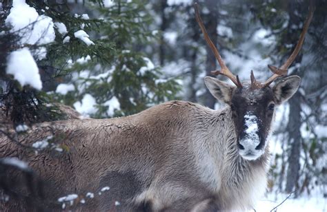 Caribou Portrait Peupleloup Flickr