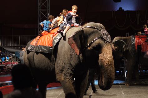 Elephant Rides Shrine Circus Cirque Des Shriners Sony A Flickr