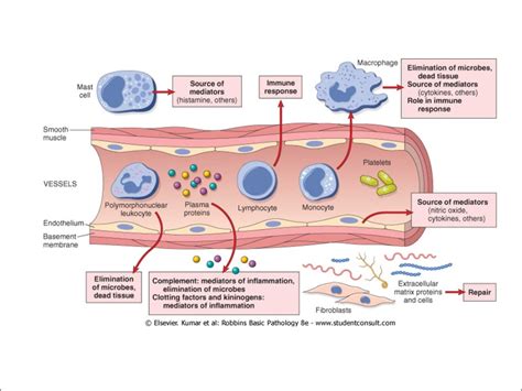 Inflammation Role And Types