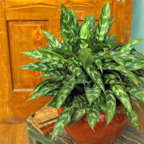 20 Super Easy Houseplants Youll Love Midwest Living