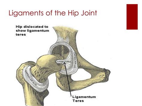 Ppt The Hip Region Powerpoint Presentation Free Download Id1937593