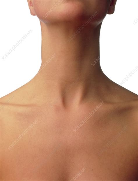 Front view of the neck and upper chest of a woman - Stock Image - P700