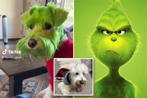 I groomed my dog to be the Grinch — now I’m accused of animal abuse