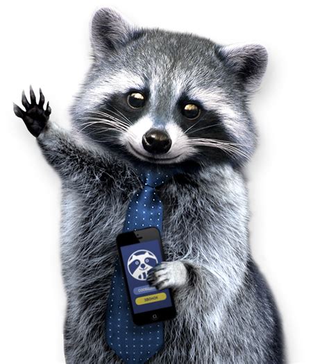 Raccoon Png Transparent Image Download Size 743x823px