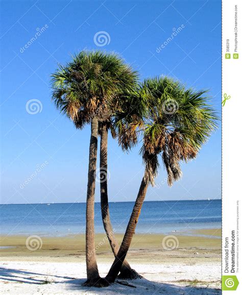 Palm Trees On Florida Beach Stock Image Image Of Quietness Calm 3585319