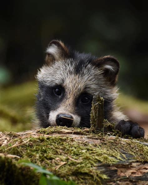 Wildliveplanet On Instagram One Cute Raccoon Dog 🐼 Photo By