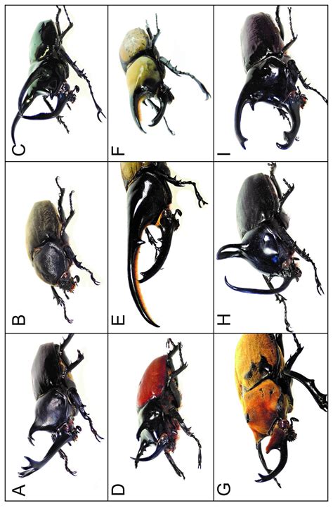 Males can measure up to 180mm (7in) long. maycintadamayantixibb: Hercules Beetle Larvae For Sale Uk