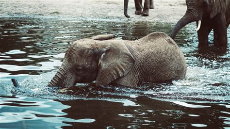 Baby Elephants Enjoy Playing In Water They Will Often Try To Climb On
