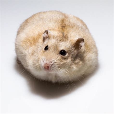 Russian Dwarf Hamster License Download Or Print For £31