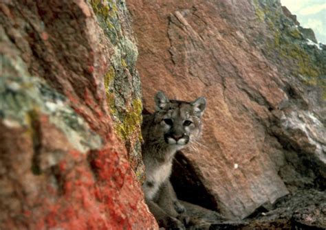 Probe Into Rare Cougar Attack In Us That Left One Dead World News