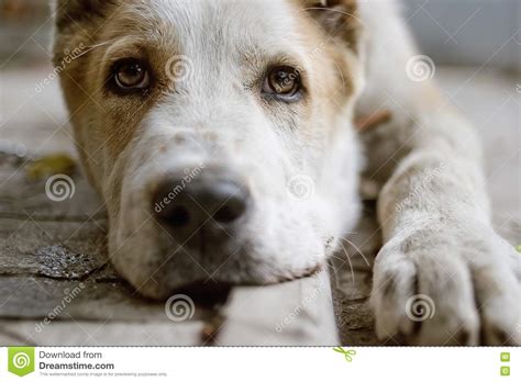 Tired Dog Stock Image Image Of Business Believing Living 14549499
