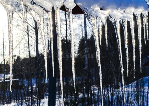 Beautiful Icicles Shine In Sun Against Blue Sky Spring Landscape With