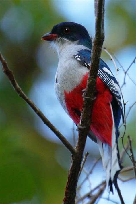 Cuban Trogon Cuban Trogon Cuba The Cuban Trogon Or Tocoro Flickr