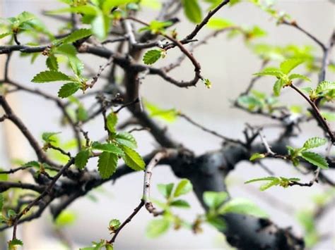 Next articlehow to revive a fish. How to Revive a Bonsai Tree with Dry and Brittle Leaves ...