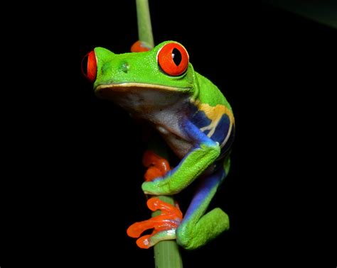 Download Red Eyed Tree Frog Svg For Free Designlooter 2020 👨‍🎨