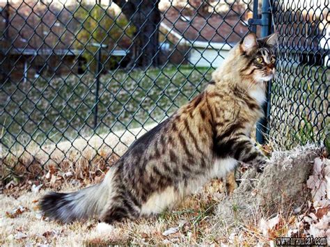 Maine coon kittens and cats have become increasingly popular in recent years, especially in the united states where the maine coon cat breed was voted in the top 3 cat breeds to own. Maine Coon Kittens West Virginia | irkincat.com