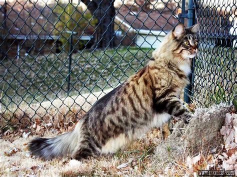 Remember that kittens tend to be adopted very quickly, so if you do not see any, please. Maine Coon Kittens West Virginia | irkincat.com