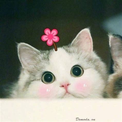 Hình ảnh đáng Yêu Con Mèo Dễ Thương Cute Những Hình ảnh Làm Say Lòng
