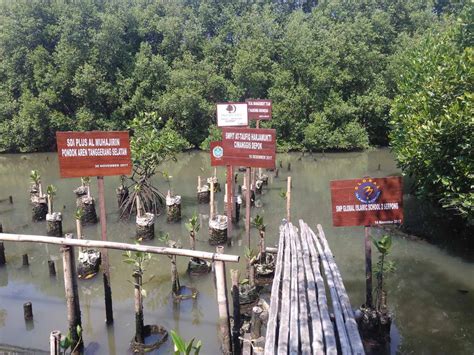 Wisata Mangrove Jakarta Harga Tiket Masuk Dan Aktivitas Desember 2023