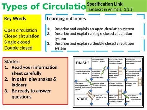 A Level Biology Types of Circulation Lesson & Activities | Teaching