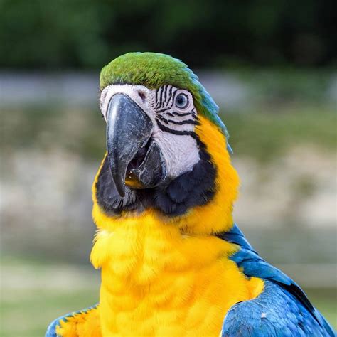 Kostenlose Bild Ara Papagei Flug Natur Vogel Baum Tier Im Freien