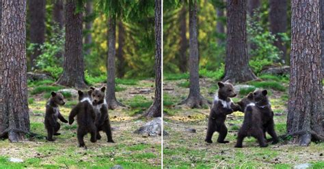 Photographer Snaps The Cutest Pics Of Bear Cubs Dancing In A Circle