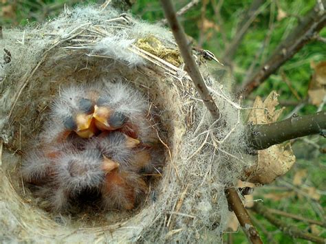 Goldfinch chart of birds and their nests. South Notts Ringing Group: Nest finding in Cropwell Butler ...