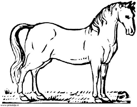 Paarden en veulens Plaatjes, knutsels, kleurplaten