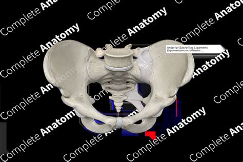 Anterior Sacroiliac Ligament Complete Anatomy