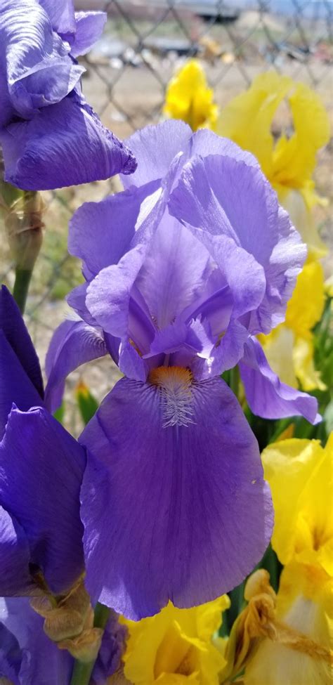 We also deliver to henderson, yerington, elko, mesquite and across usa. Pin by Norm DeLorme on 11 GROW Iris in Reno NV. | Growing ...